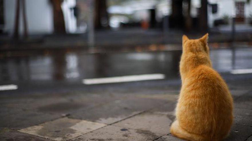 Santa Cruz de La Palma, este sábado. (EFE / Luis G. Morera)