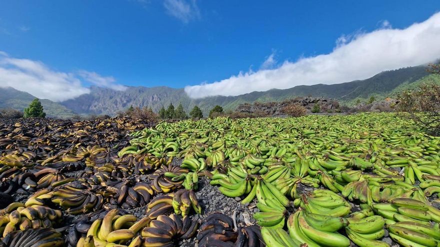 La debacle del plátano de Canarias se extiende a septiembre con otro millón de kilos destruidos