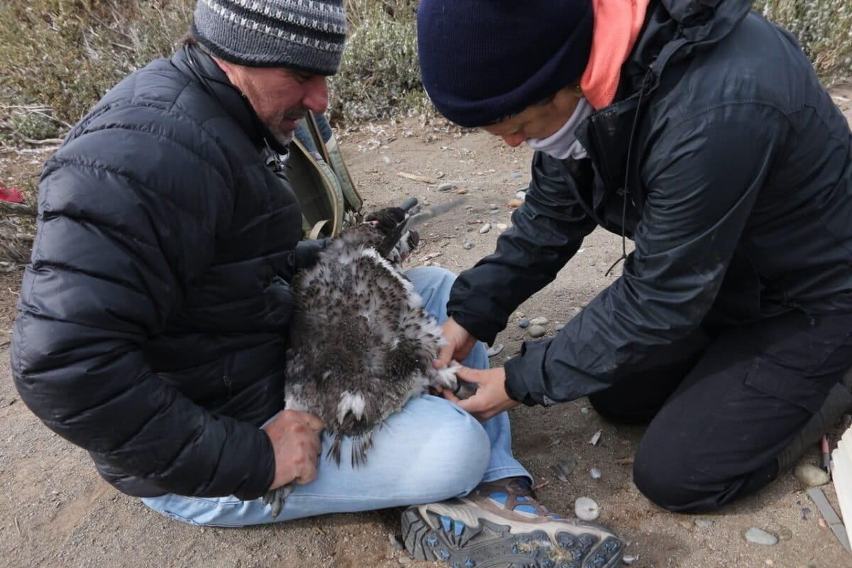 Los pingüinos con los dispositivos GPS pueden nadar hasta por seis meses sin salir a tierra. Foto: cortesía Esteban Frere