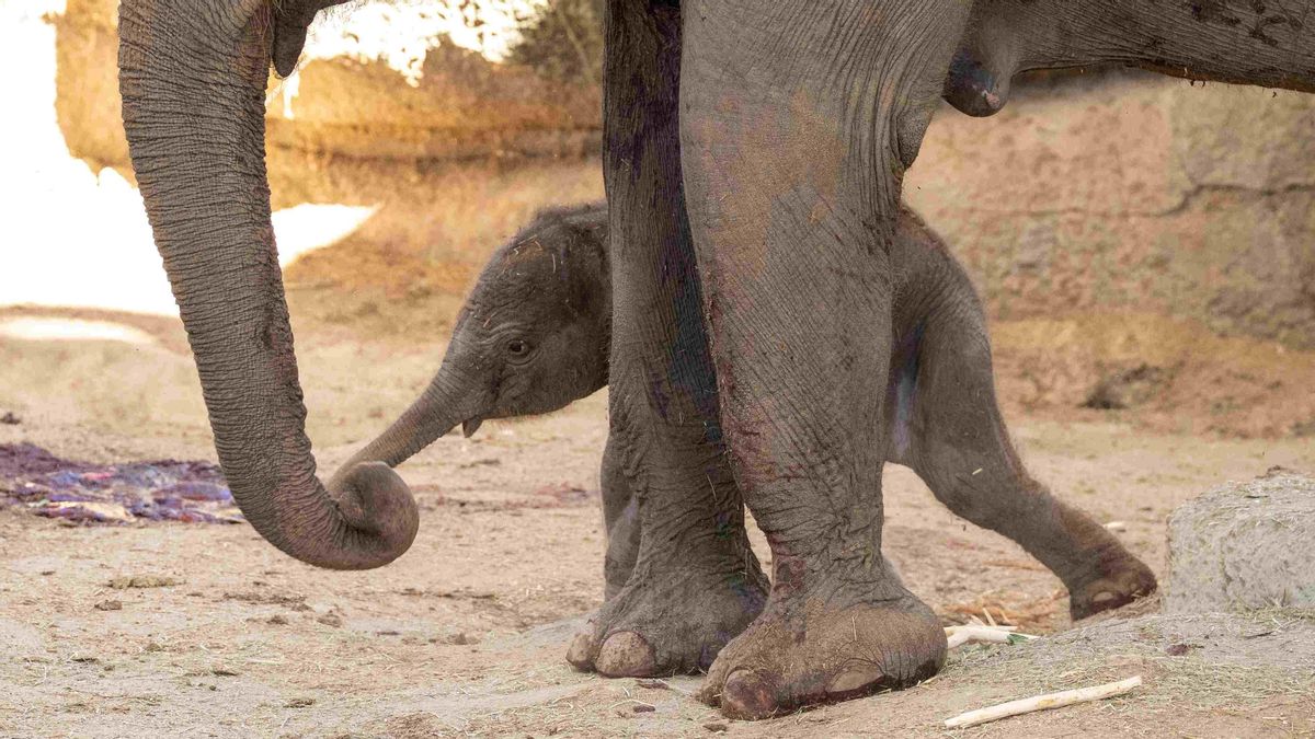 Nace en el zoo de Madrid una cría de elefante asiático de Sumatra, una de las especies más amenazadas del mundo