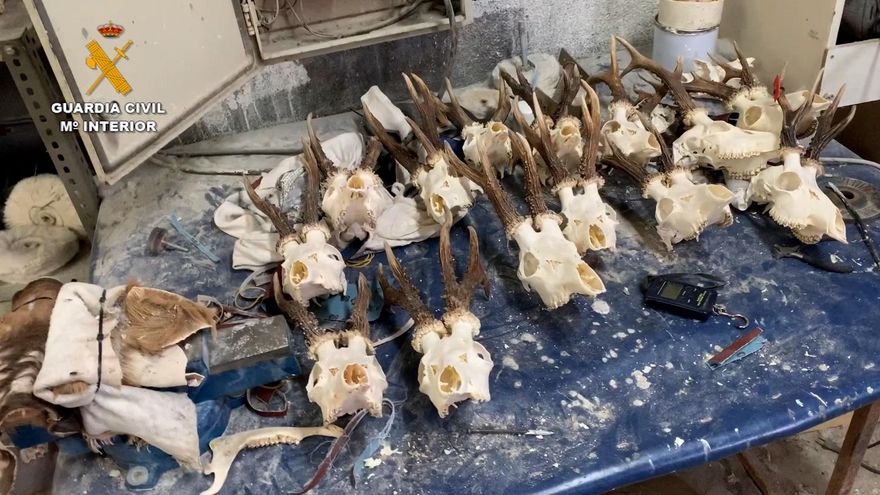 Desarticulada una trama de furtivos con 23 implicados y 60 cotos afectados, algunos de ellos en la Comunidad