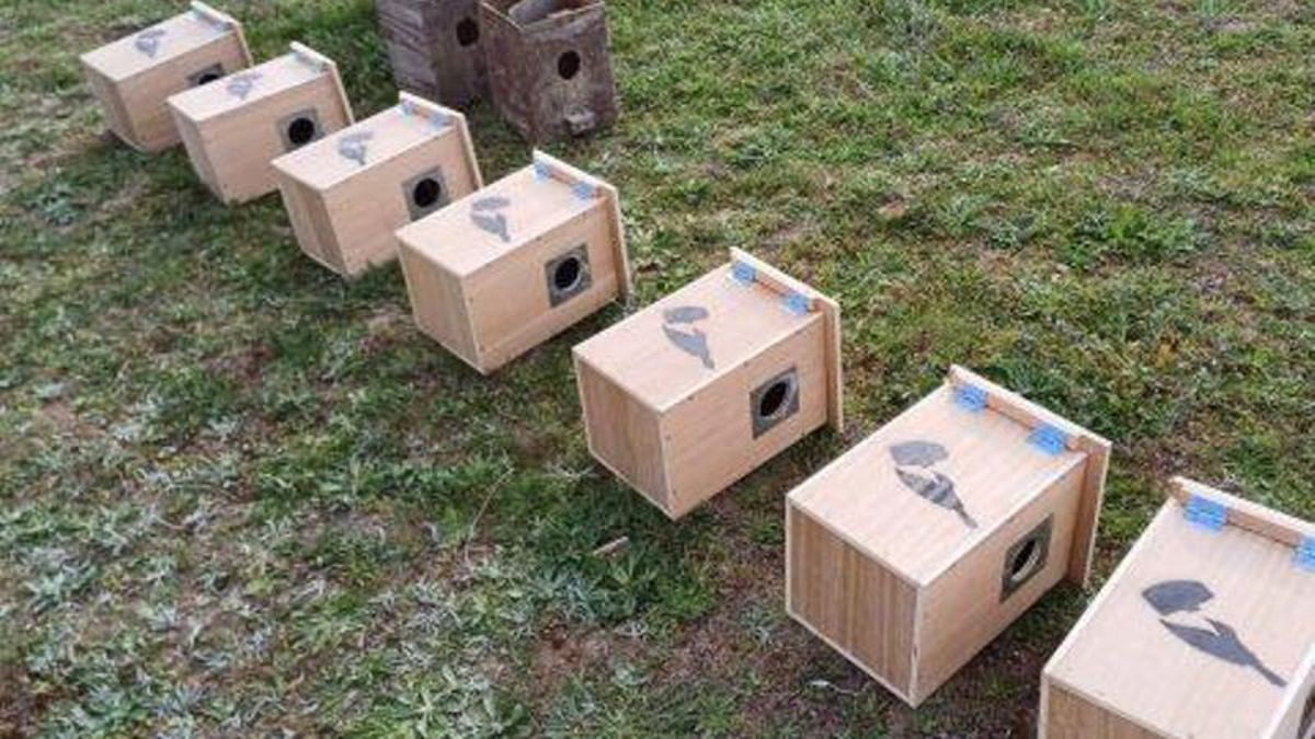 Cajas de madera para que aniden