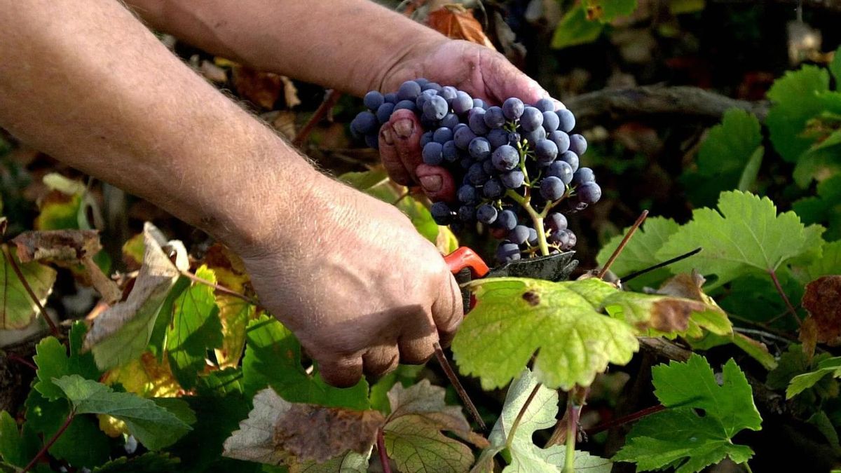 Agricultores y viticultores de Tenerife crean una plataforma para impulsar un "nuevo modelo agrícola" en el norte de la isla