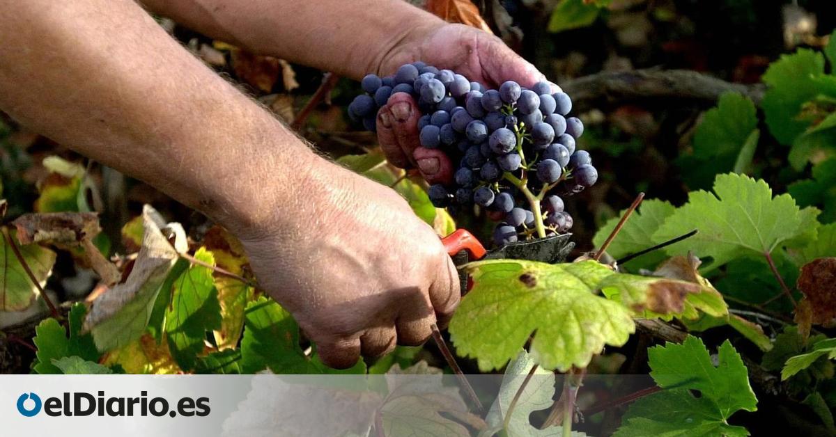 Agricultores y viticultores de Tenerife crean una plataforma para impulsar un "nuevo modelo agrícola" en el norte de la isla