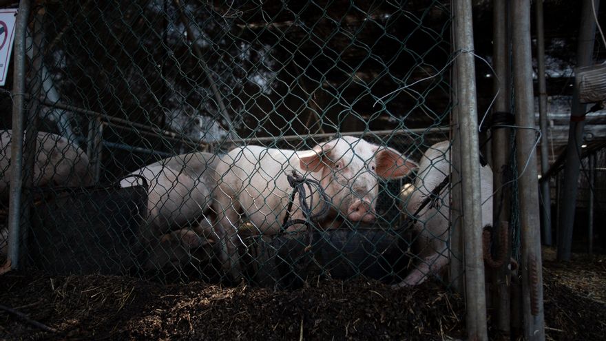 Cerdos rescatados de las zonas afectadas por la erupción de La Palma