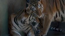 El último bastión costero del tigre de bengala amenazado por cambio climático