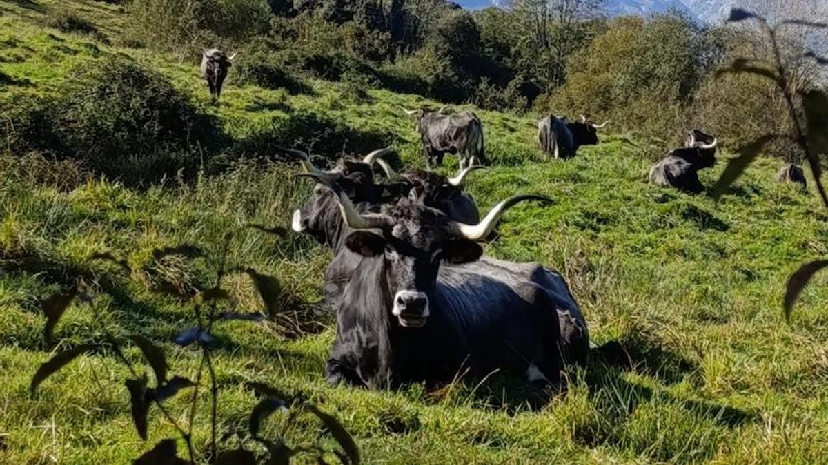 En España contamos con una alta diversidad de razas ganaderas autóctonas. Ello es debido en buena medida a la importante diversidad cultural y ecológica de los paisajes en nuestro país. En la foto, vacas de raza tudanca en Cantabria.