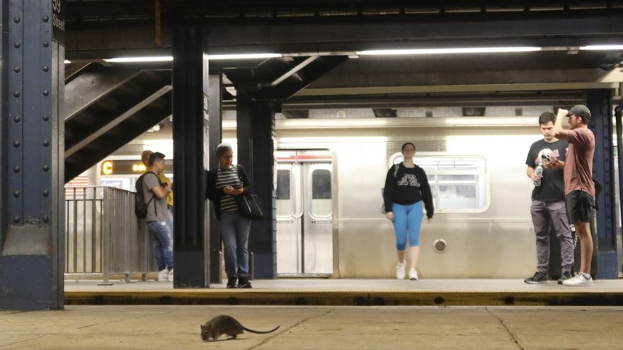 Los "tours" de ratas, la última moda en una Nueva York infestada de roedores