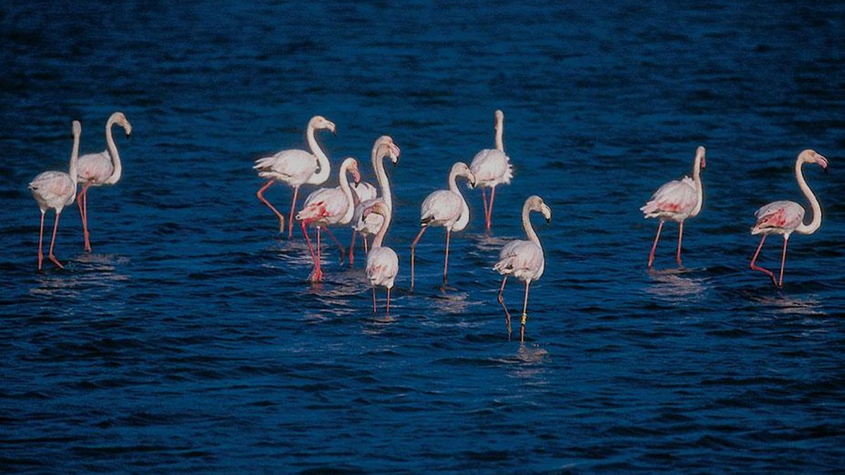 Parque Regional de las Salinas y Arenales de San Pedro del Pinatar
