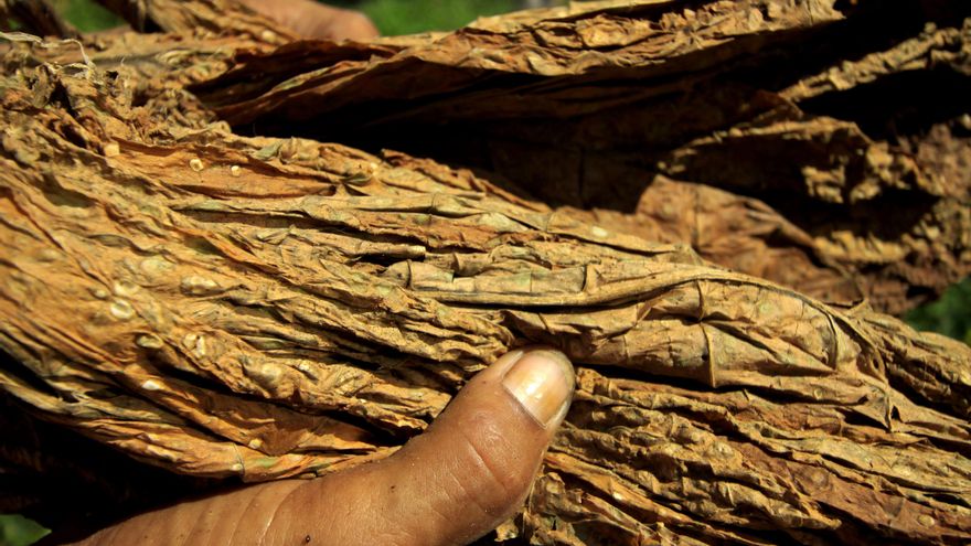 Los humanos ya consumían tabaco hace más de 12.000 años