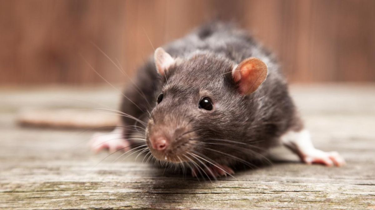 La enfermedad es producida por el virus Junín y transmitida por los roedores