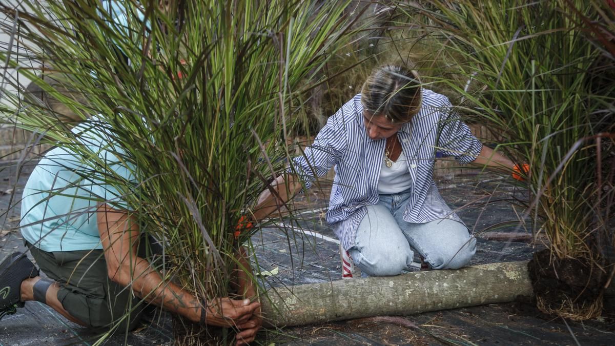 Comienzo del montaje de Flora 2025