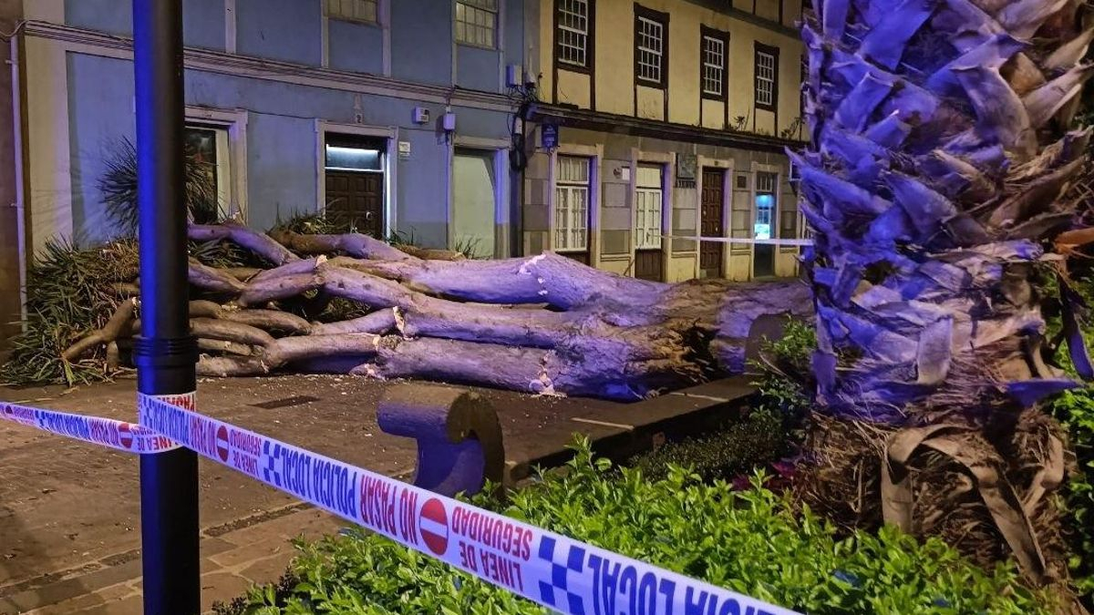 Una asociación pide investigar la caída de un drago centenario en La Laguna y revisar el resto de árboles