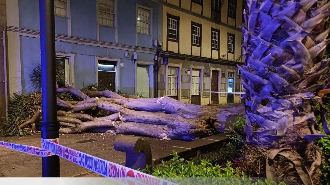 Una asociación pide investigar la caída de un drago centenario en La Laguna y revisar el resto de árboles