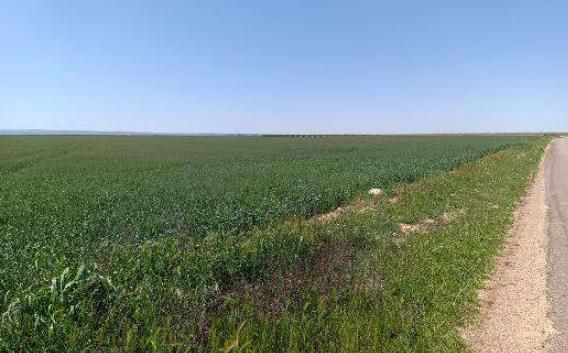 Sector norte de la parcela de implantación del vertedero controlado de amianto en Albacete