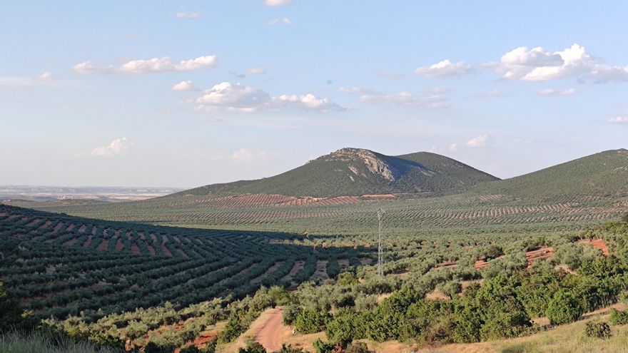 La localidad toledana de Mora propone al Gobierno de Page una permuta para evitar casi 300 expropiaciones de olivar