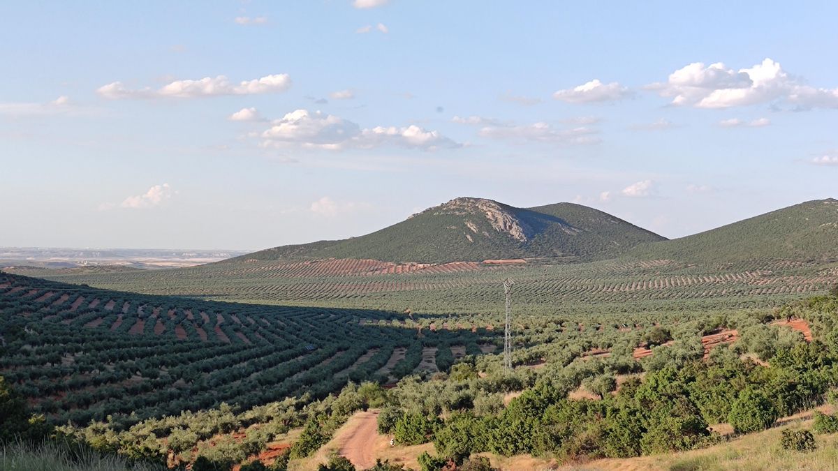 La localidad toledana de Mora propone al Gobierno de Page una permuta para evitar casi 300 expropiaciones de olivar