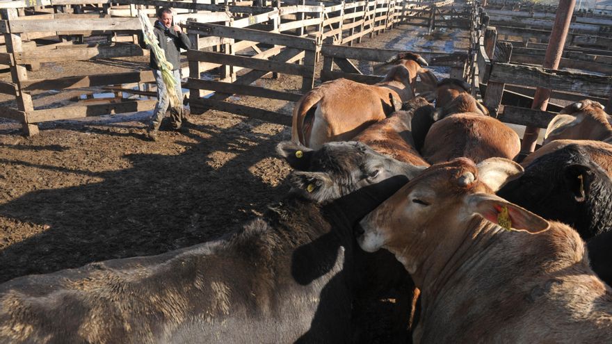 Mercado de Hacienda: las vacas se mudaron de Mataderos, pero el predio quedó contaminado y nadie se hace cargo