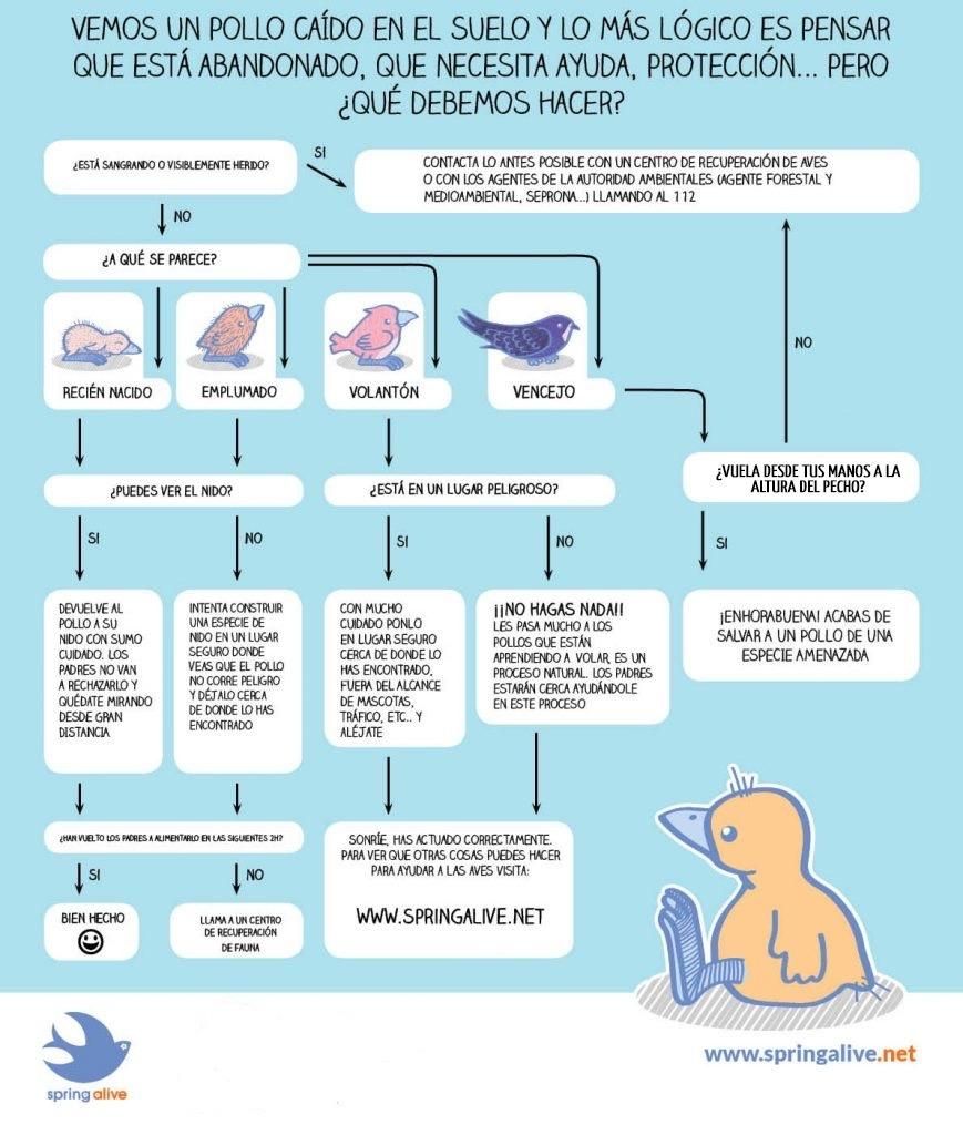 Recomendaciones de la Junta de Castilla y León en el caso de recogida de animales silvestres. 