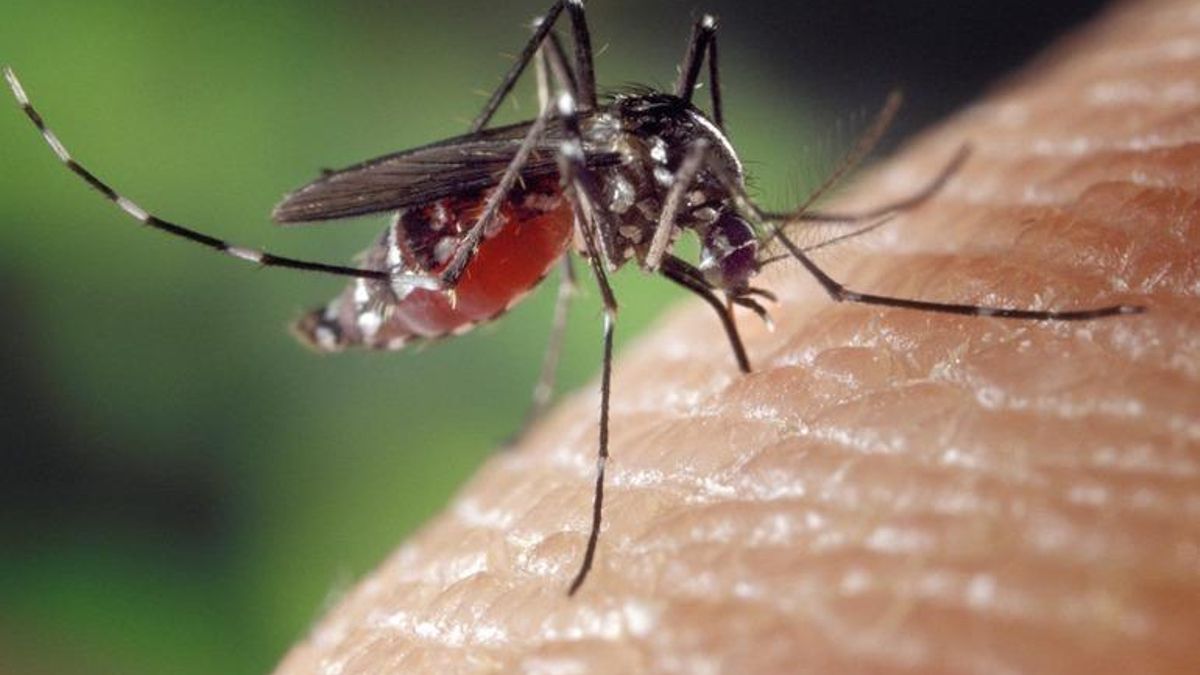 Ejemplar del mosquito tigre