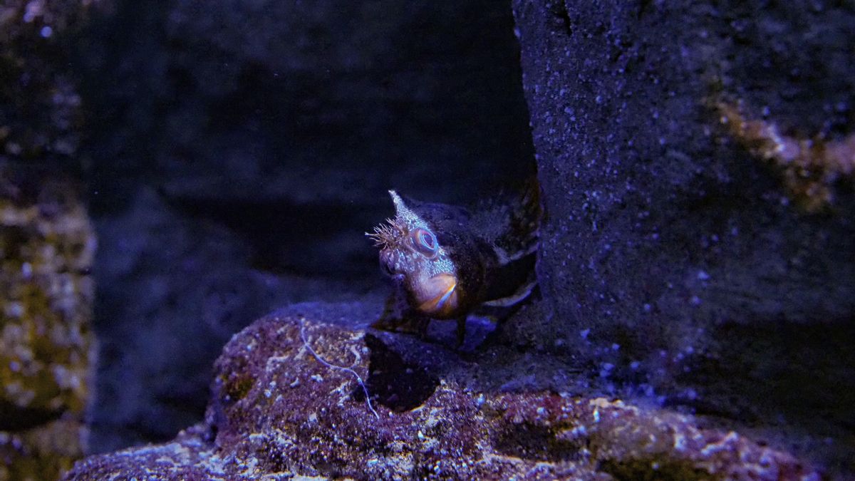 El Bioparc Acuario de Gijón demuestra que la excelencia en bienestar animal es posible. 