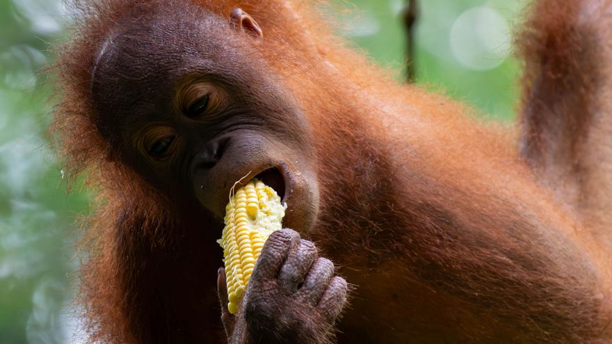 Los orangutanes se dejan llevar por la risa de sus compañeros a la hora de elegir qué comer, según un estudio