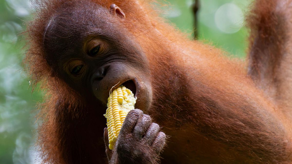 Los orangutanes se dejan llevar por la risa de sus compañeros a la hora de elegir qué comer, según un estudio