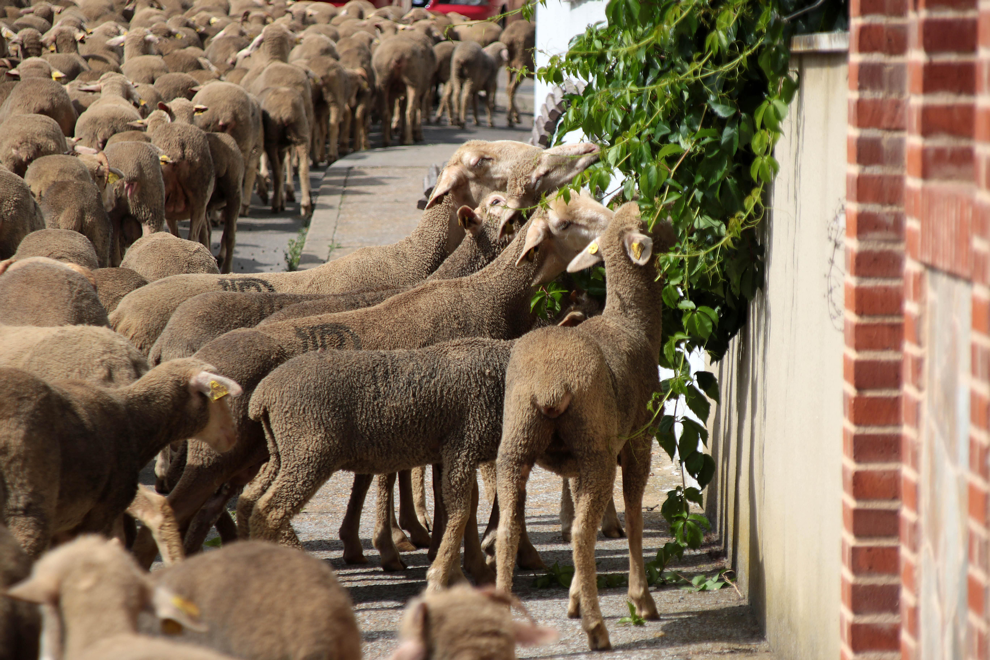 Ovejas merinas atraviesan la ciudad León para pasar el verano en el Puerto de Fontanales