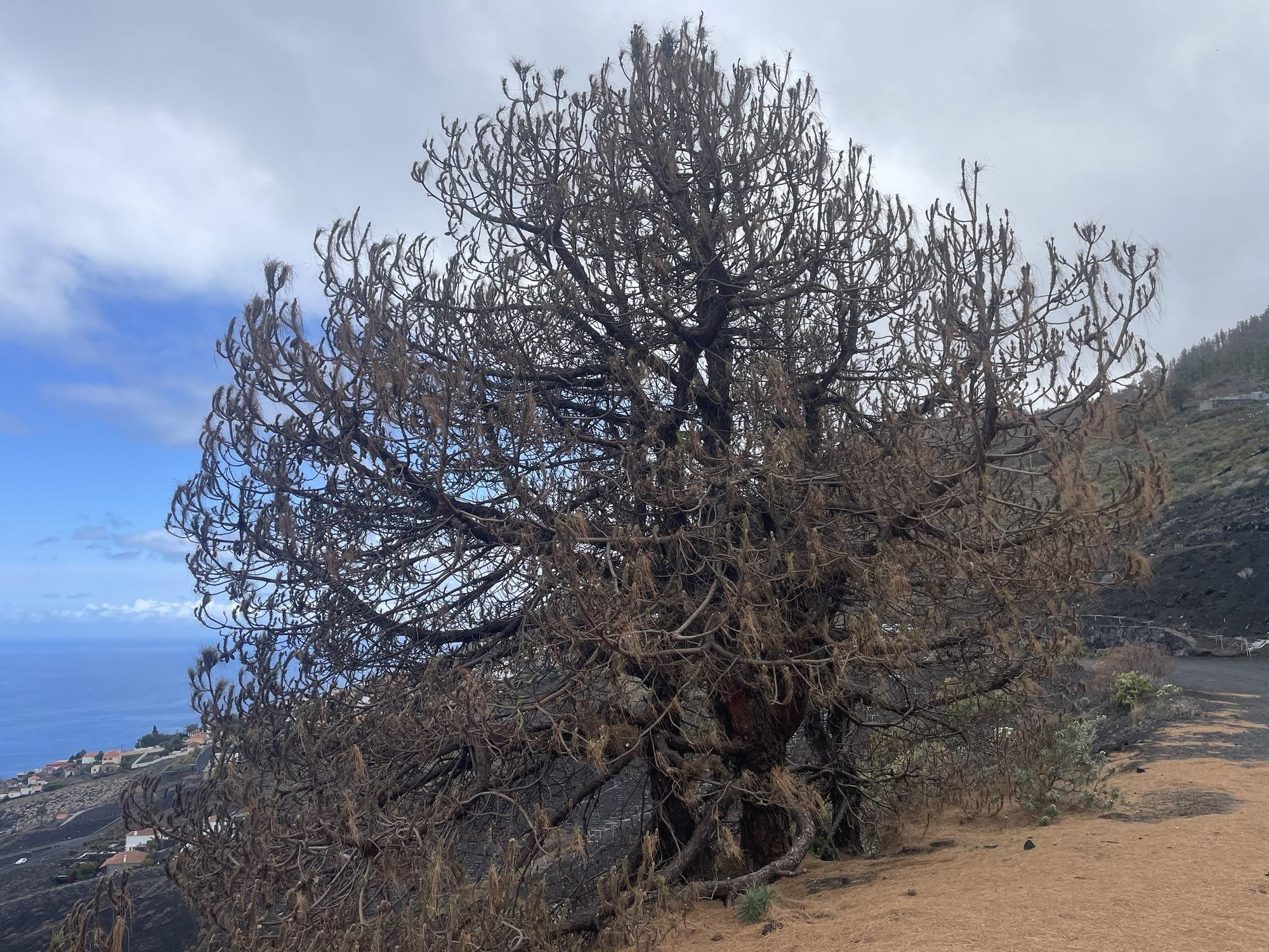 Imagen de un pino 'devorado" por la 'lagarta' situado en las faldas del volcán de Fuencaliente-San Antonio (1677).