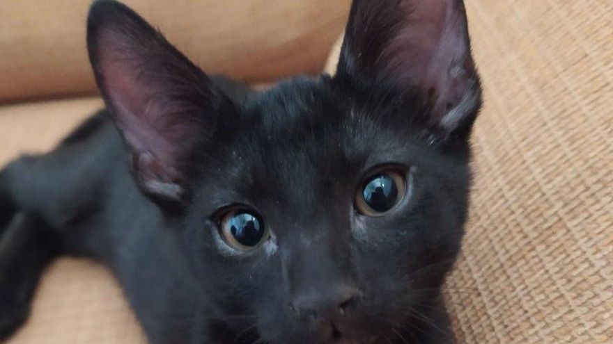 ¿Has vacunado a tu perro o a tu gato?: no se cumple en el 70% del censo de mascotas de Castilla-La Mancha