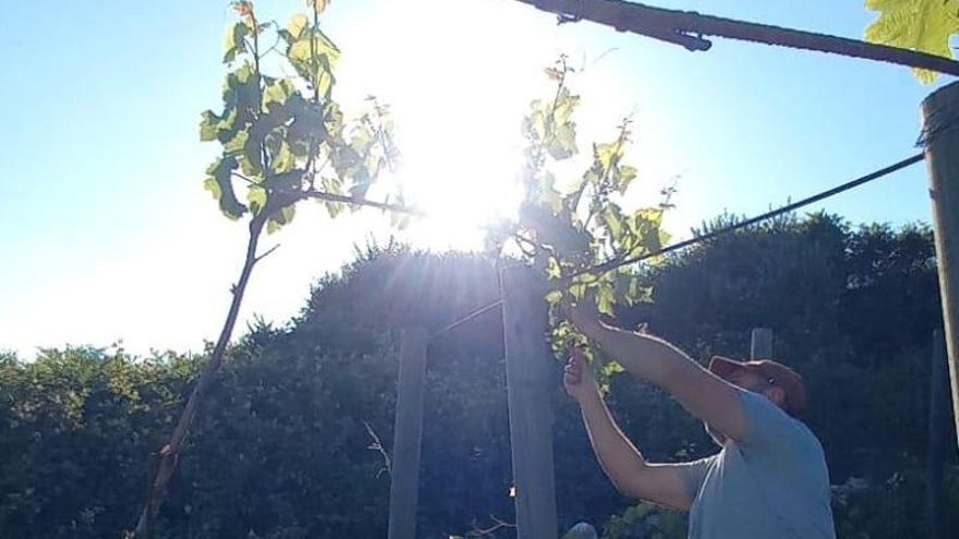 La cara oculta del Santander turistificado: pueblos, mieses y 'vino de azada'