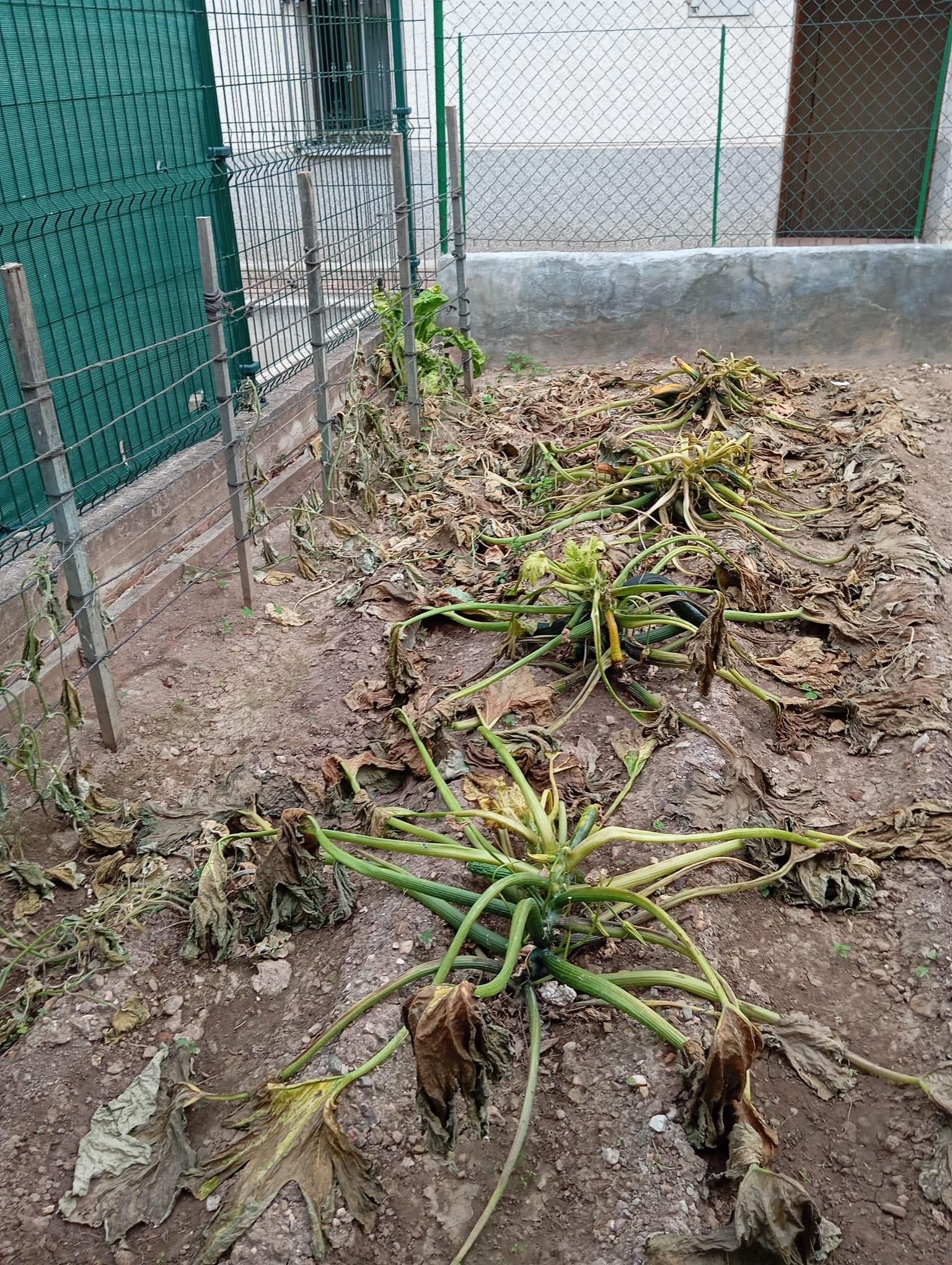 El veneno ha arrasado toda la huerta de este vecino de Santurdejo