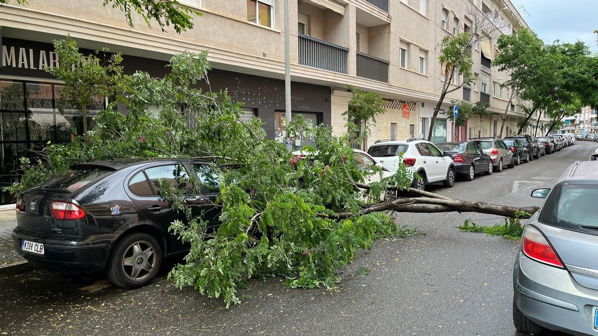Árbol caído en la calzada en la calle Pintor Racionero Castro.