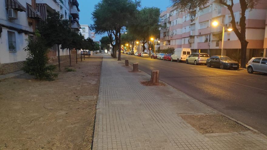 Denuncian la tala de 35 árboles de gran porte en Córdoba