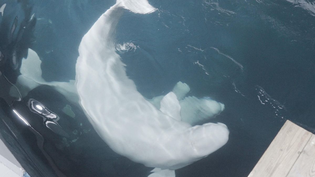 Jelly Bean y Cleopatra son las dos belugas rescatadas.