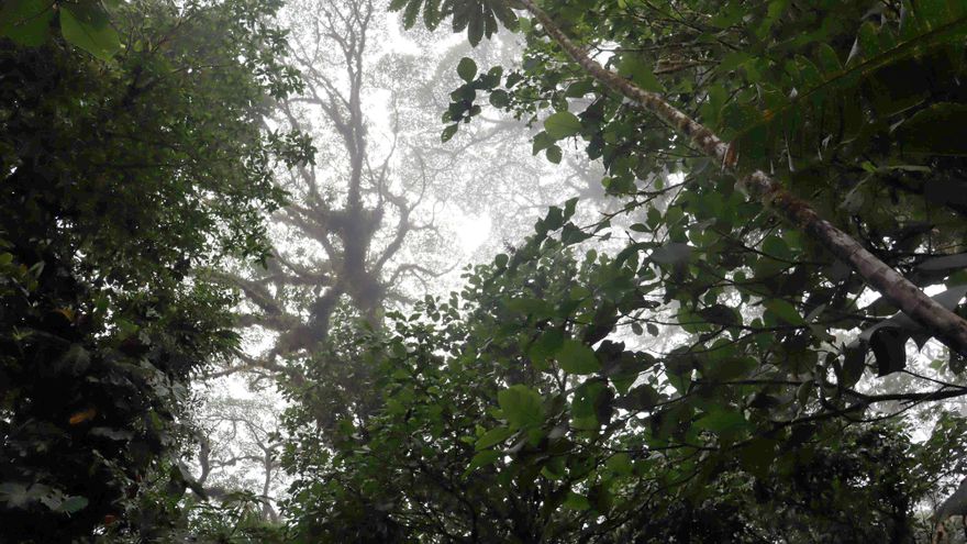 El bosque nuboso de Costa Rica, una joya natural que lucha contra el cambio climático