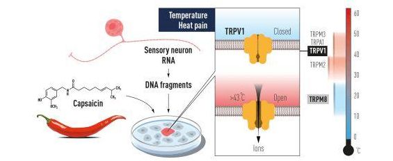 David Julius utilizó la capsaicina de los pimientos para identificar un canal iónico activado por el calor ‘doloroso’, conocido como TRPV1. Se identificaron otros canales iónicos relacionados y ahora entendemos cómo las diferentes temperaturas pueden inducir señales eléctricas en el sistema nervioso. / Premio Nobel