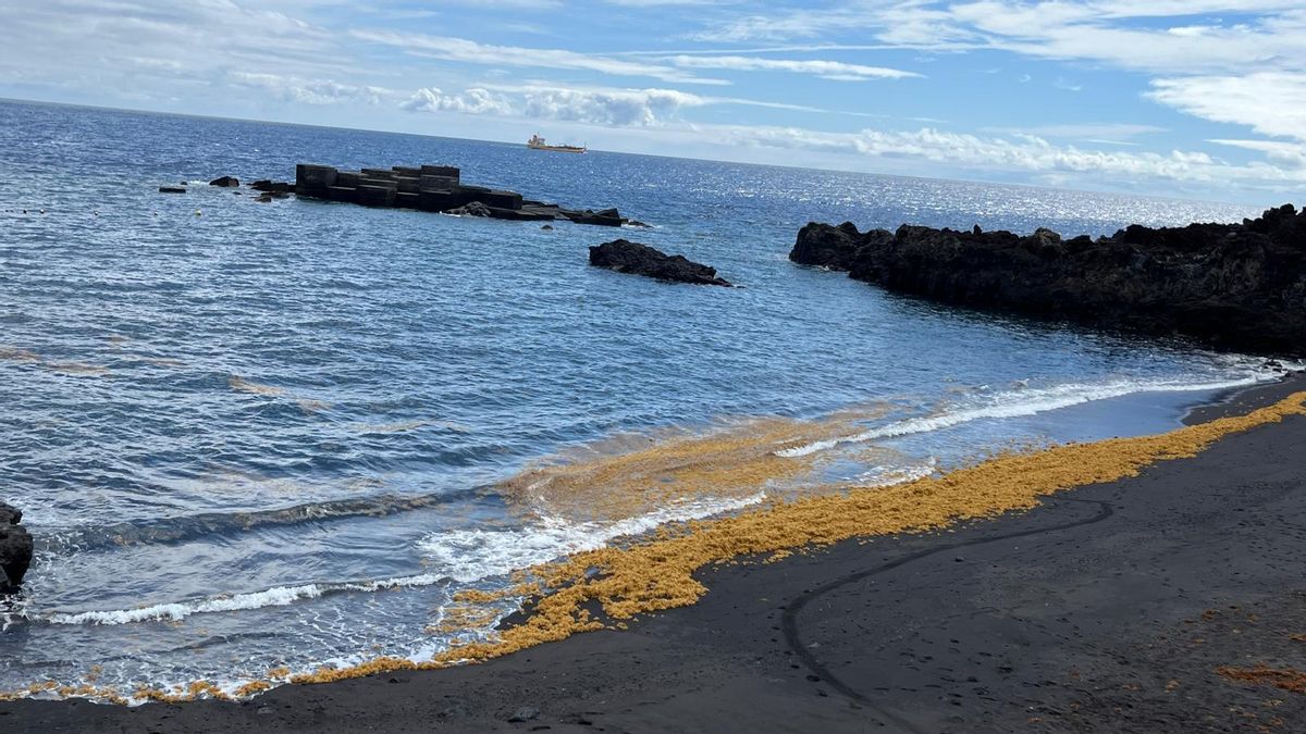 Sargazos,  este domingo, en Los Cancajos (Breña Baja).