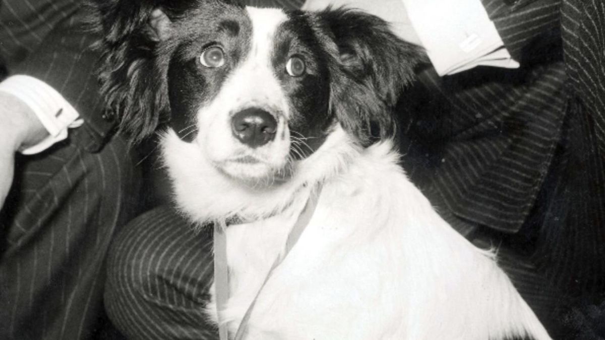 Ni tecnología ni grandes despliegues: un perro recuperó el trofeo del Mundial del 1966 desaparecido