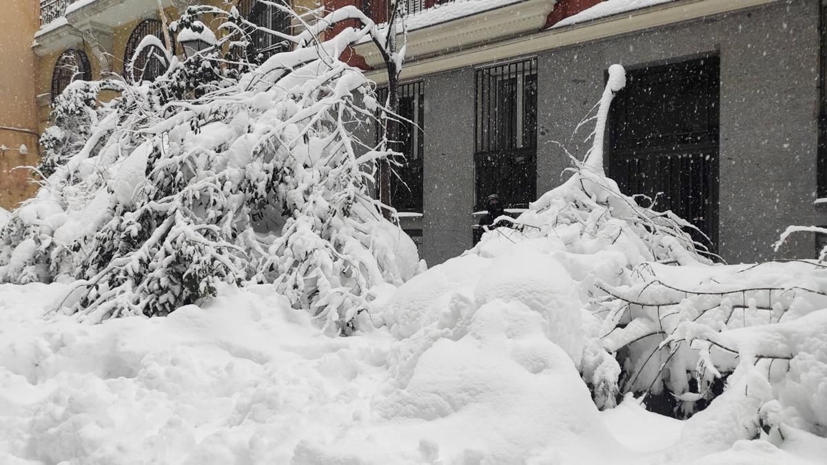 Árbol roto en Reina