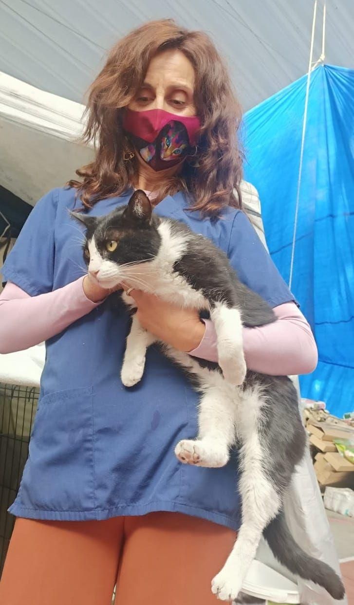 Esther Campos, responsable de Benawara, con el gato Félix tras ser recuperado por agentes de la Policía Nacional al haber inhalado gases tóxicos del volcán. LA PALMA AHORA