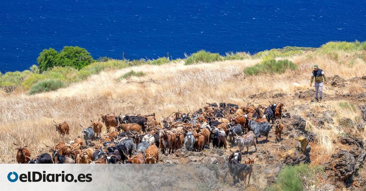 La Asociación de Criadores de la Cabra Palmera firma el convenio con el Ministerio de Agricultura para la inclusión en el Banco Nacional de Germoplasma Animal
