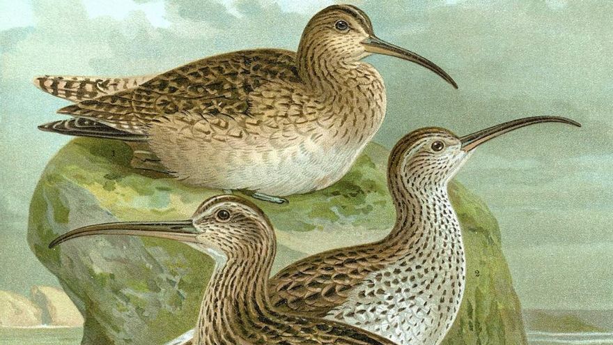 El zarapito fino se declara oficialmente extinto, la primera extinción de un ave continental europea en la historia moderna: ¿podría haberse salvado?