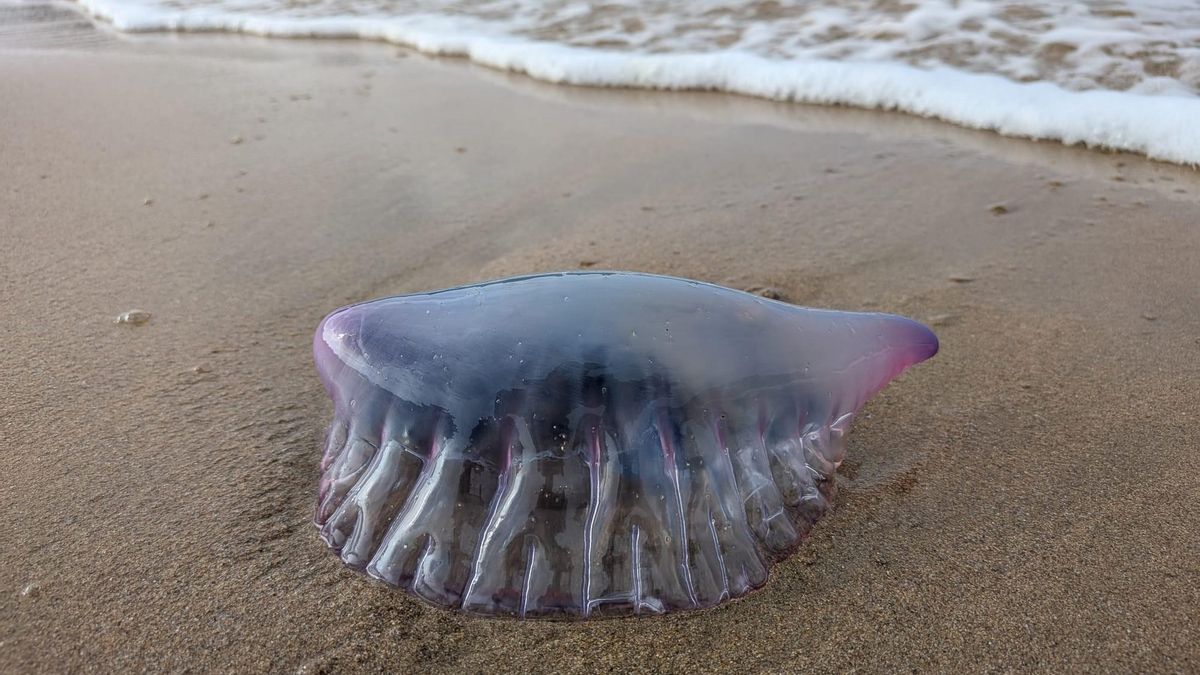Donostia y otras playas vascas, en alerta por las carabelas portuguesas otro verano más: "Han venido para quedarse"