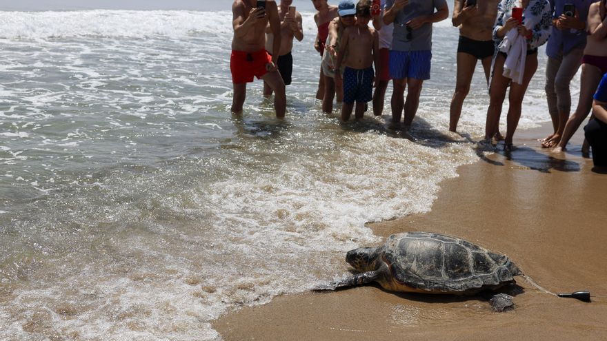 Más de 80 municipios costeros se unen este verano para salvar tortugas marinas