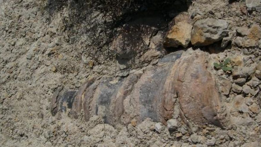 Los primeros fósiles tal y como se encontraron