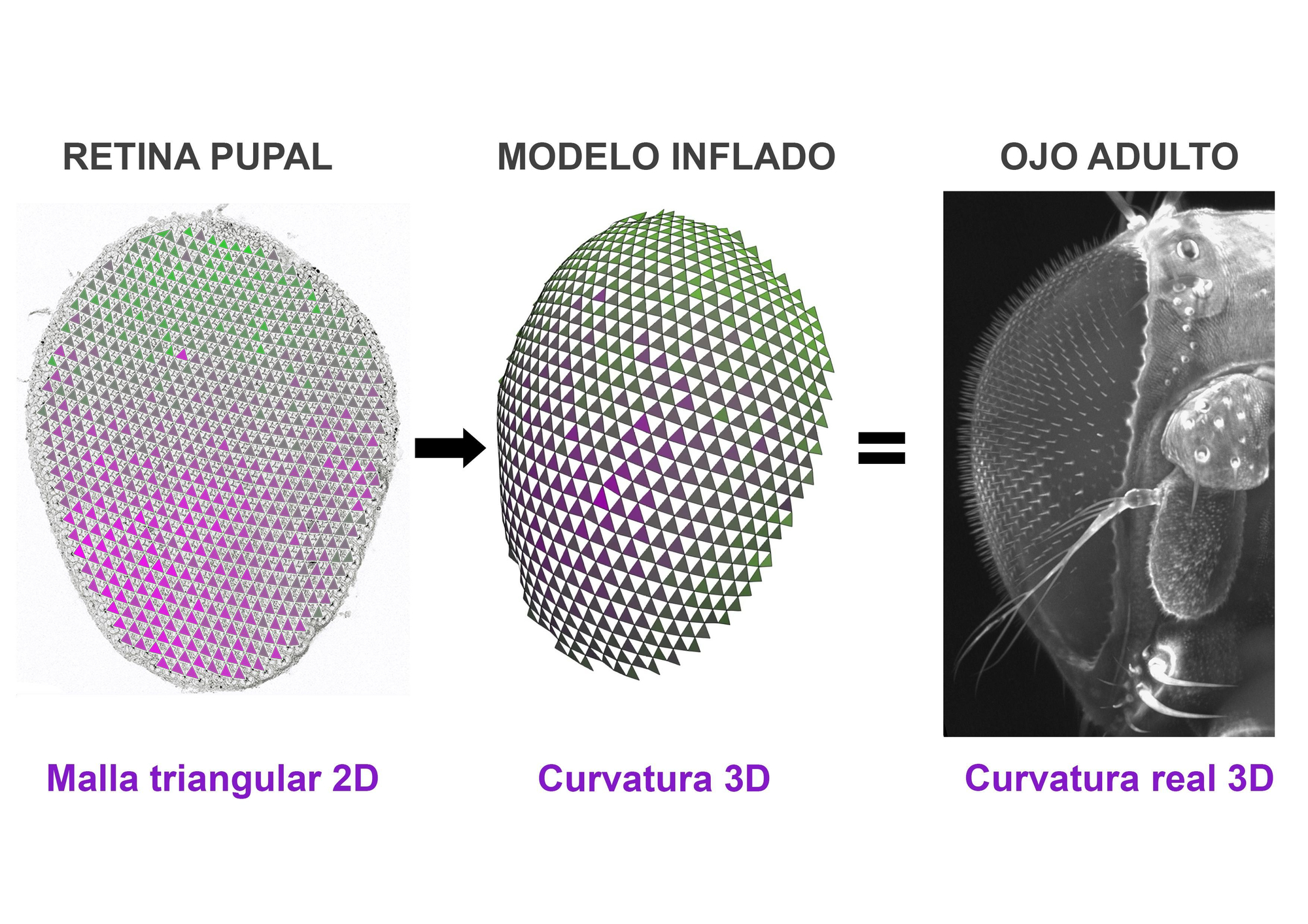 Uno de los esquemas del trabajo que muetsran el cambio de estructuras de 2D a 3D.