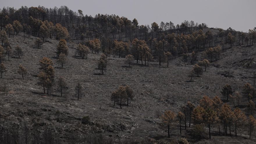 Desescalada y "relativa calma" en los incendios forestales de Castilla-La Mancha
