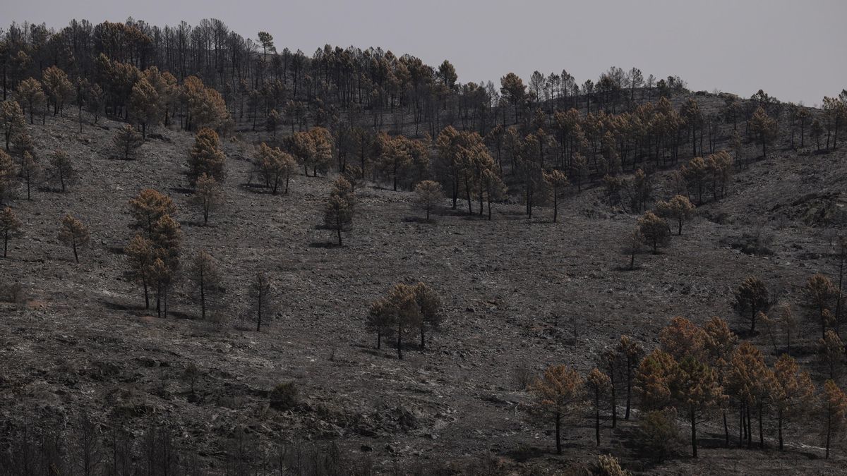 Desescalada y "relativa calma" en los incendios forestales de Castilla-La Mancha