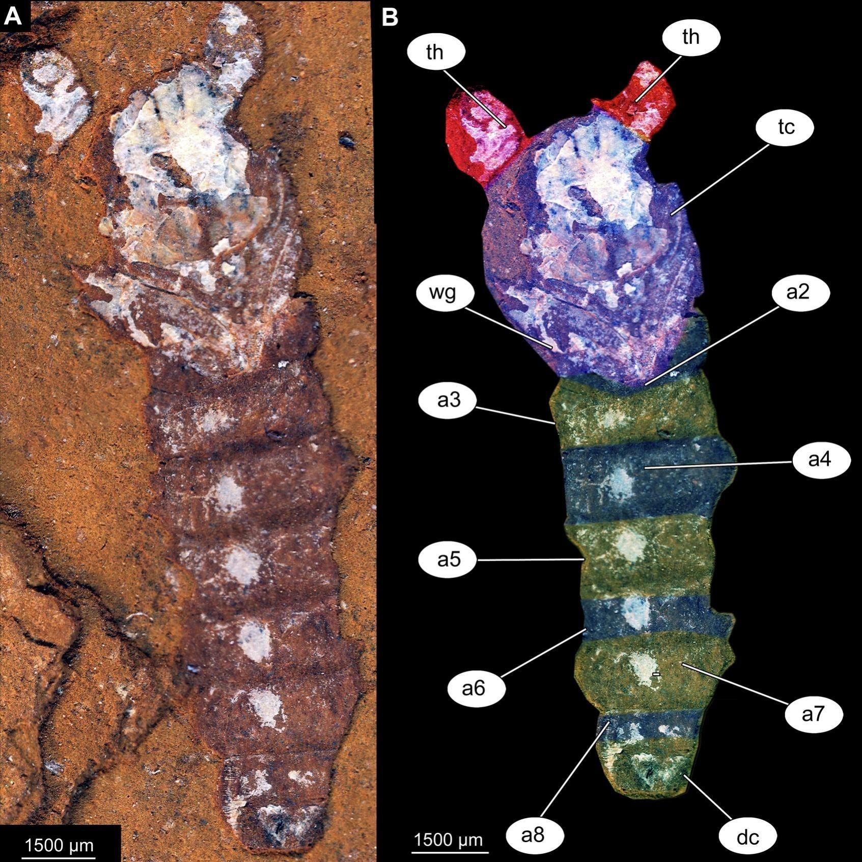 Telmatomyia talbragarica , Paratipo (AM F141772), pupa hembra.